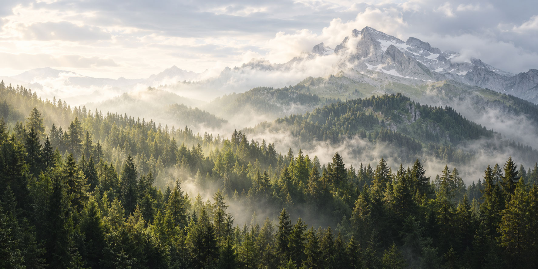 Forêt de conifères sur des versants brumeux, au pied de sommets rocheux.